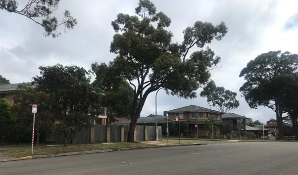 A tree on the side of a road

Description automatically generated