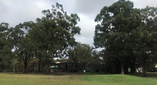 A large tree in a park

Description automatically generated